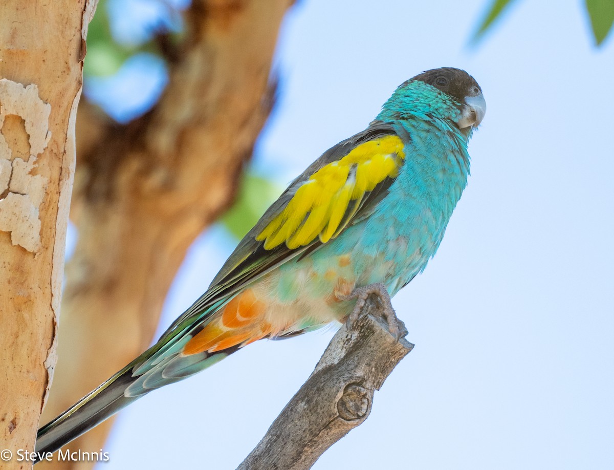 ヒスイインコ - ML641966138