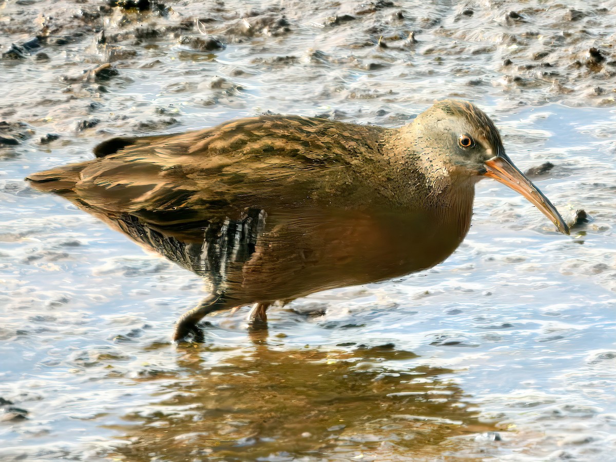 Virginia Rail - ML641966143