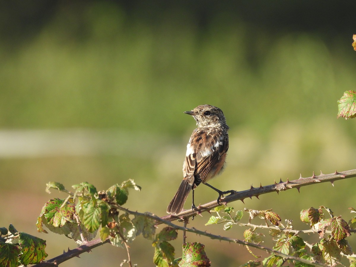 European Stonechat - ML641966148