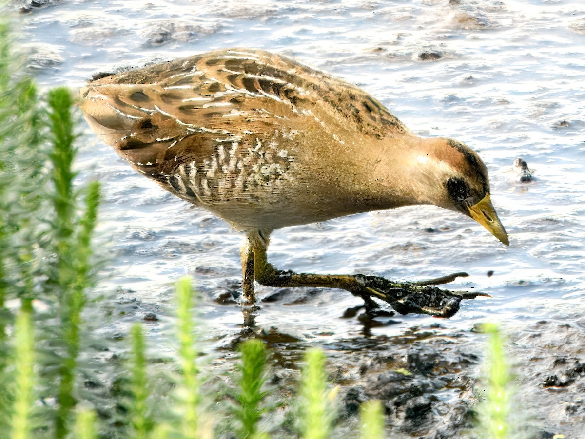 Sora - ML641966152