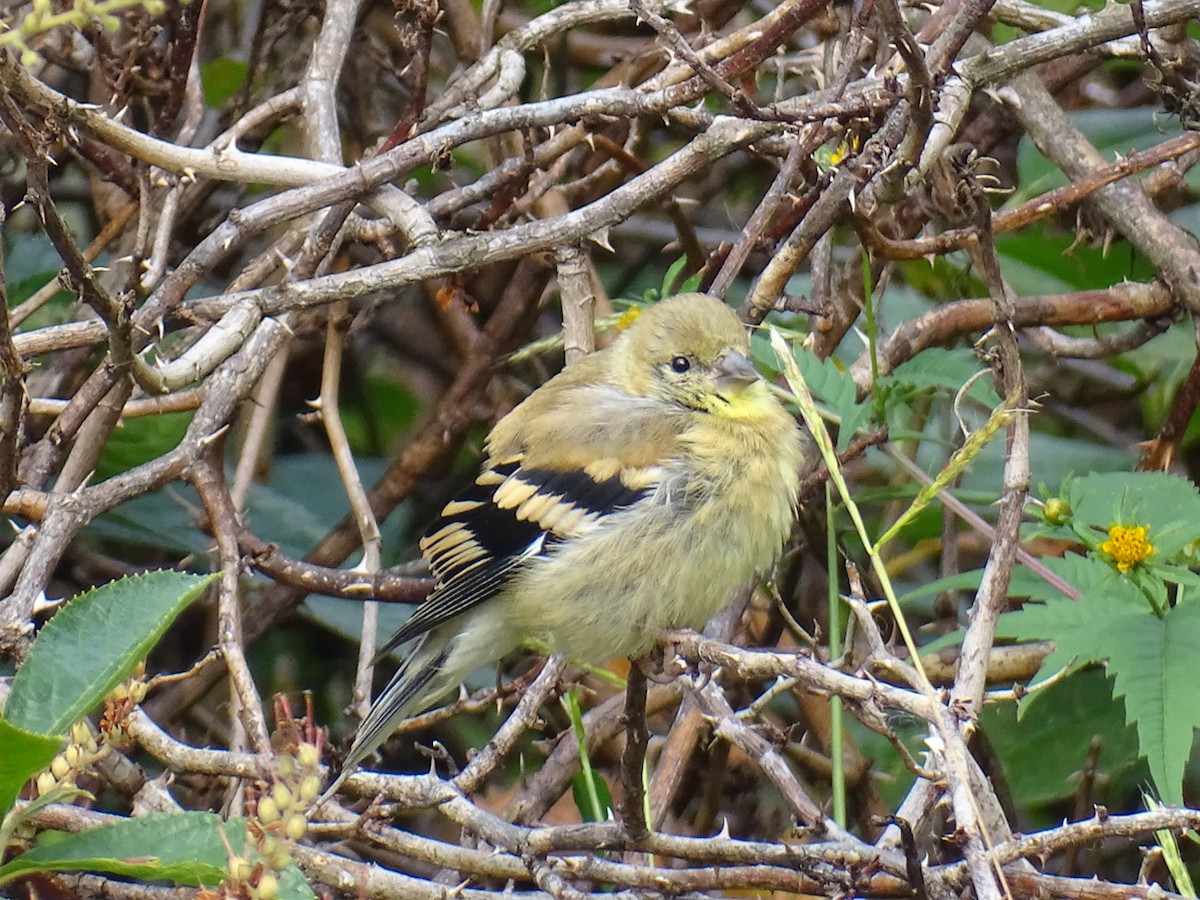 Chardonneret jaune - ML641966163