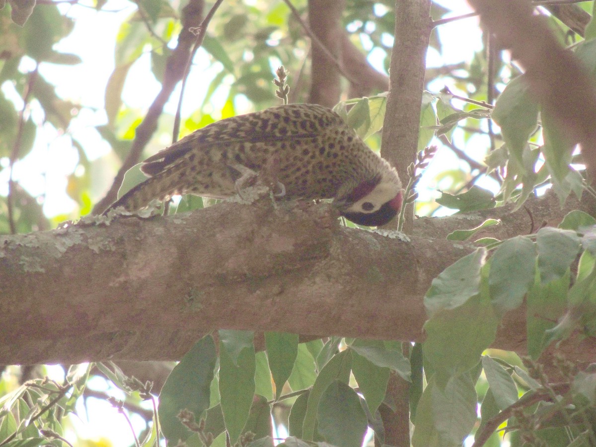 Green-barred Woodpecker - ML641966164