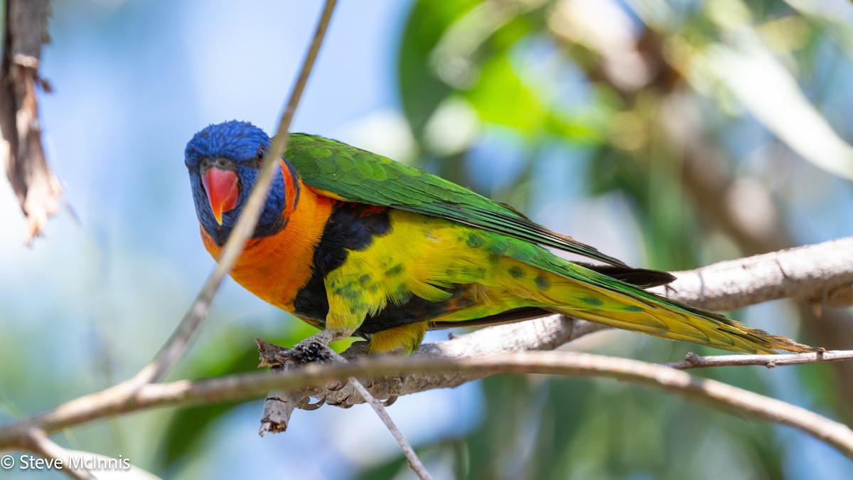 Red-collared Lorikeet - ML641966165