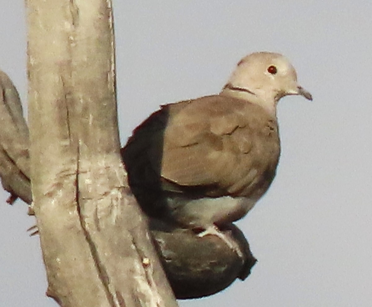 Eurasian Collared-Dove - ML641966166