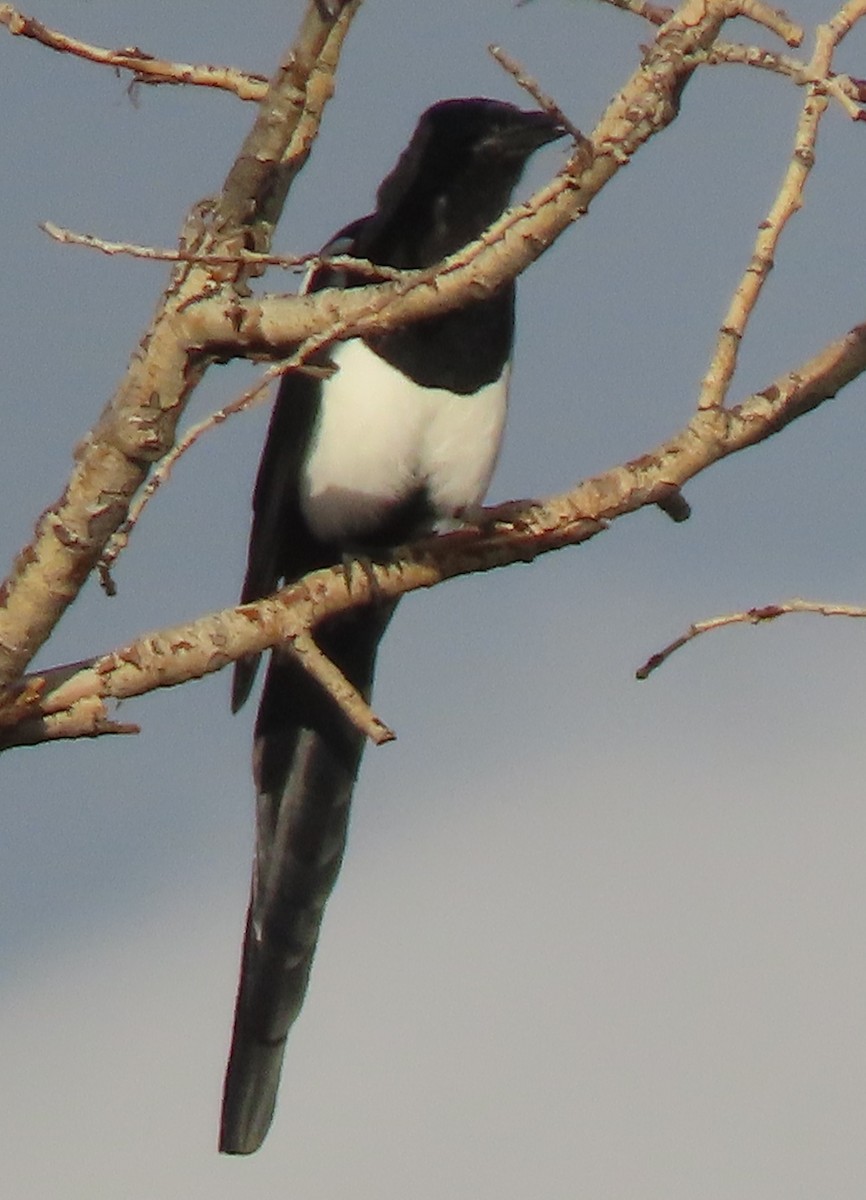 Black-billed Magpie - ML641966169