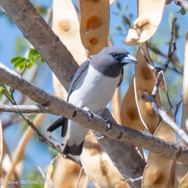 White-breasted Woodswallow - ML641966176