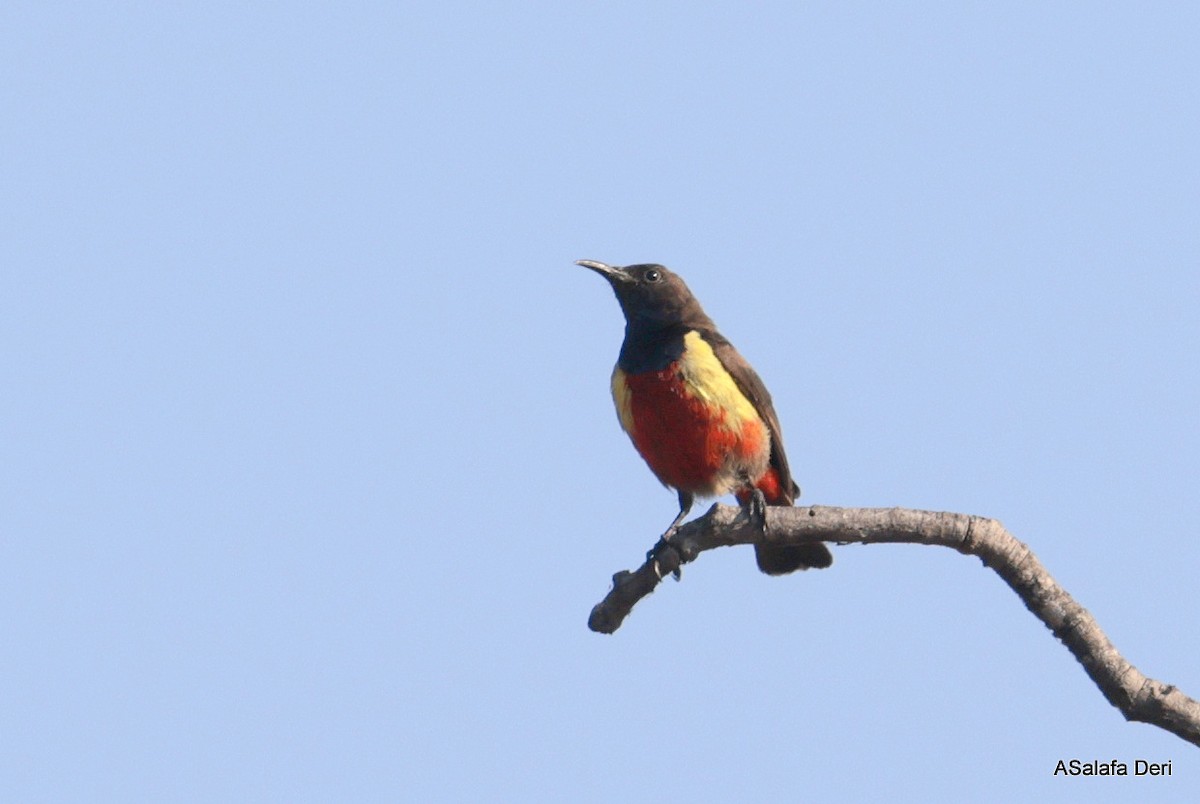 Anchieta's Sunbird - ML641966217