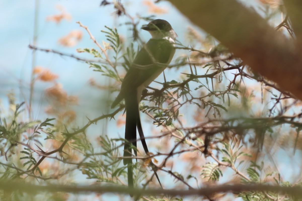 Fork-tailed Flycatcher - ML641966232