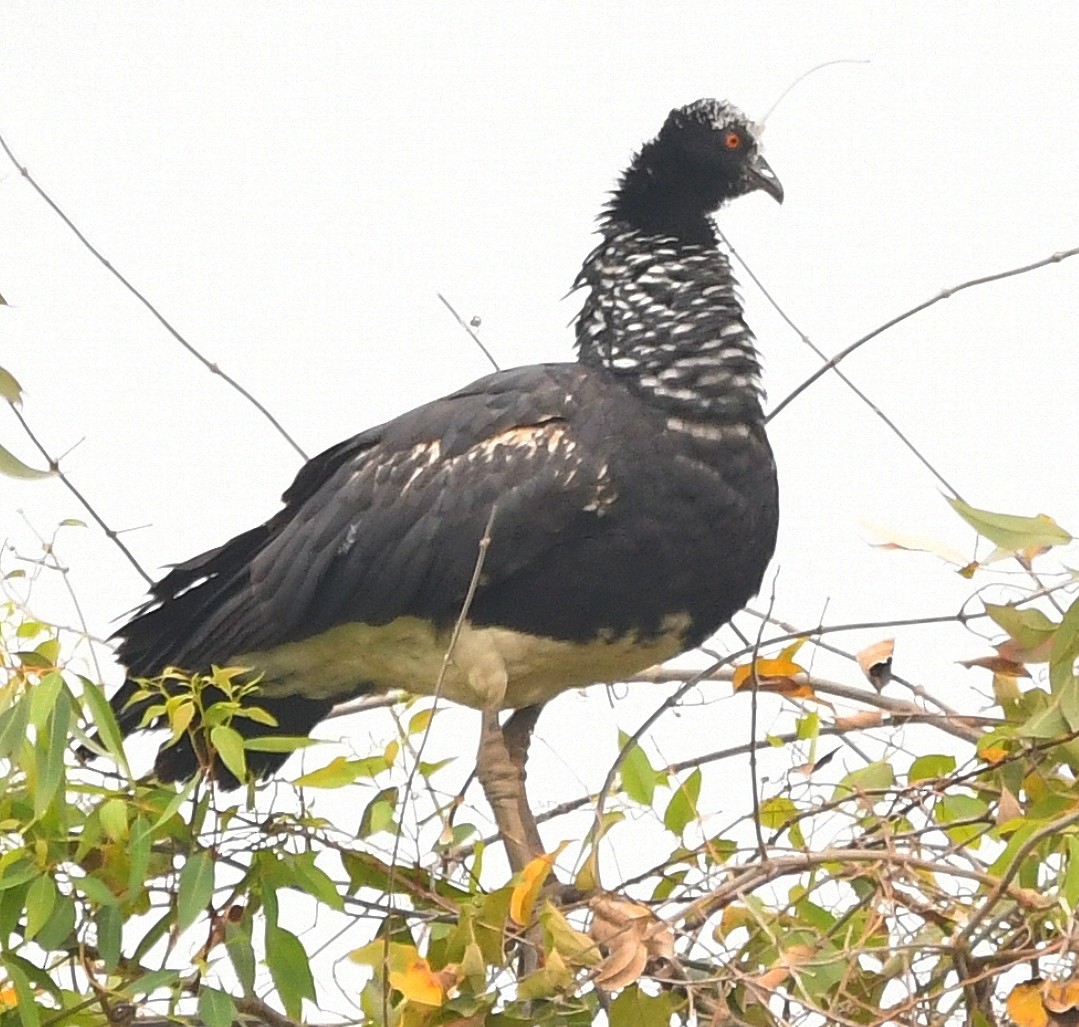 Chajá Añuma - ML641966266