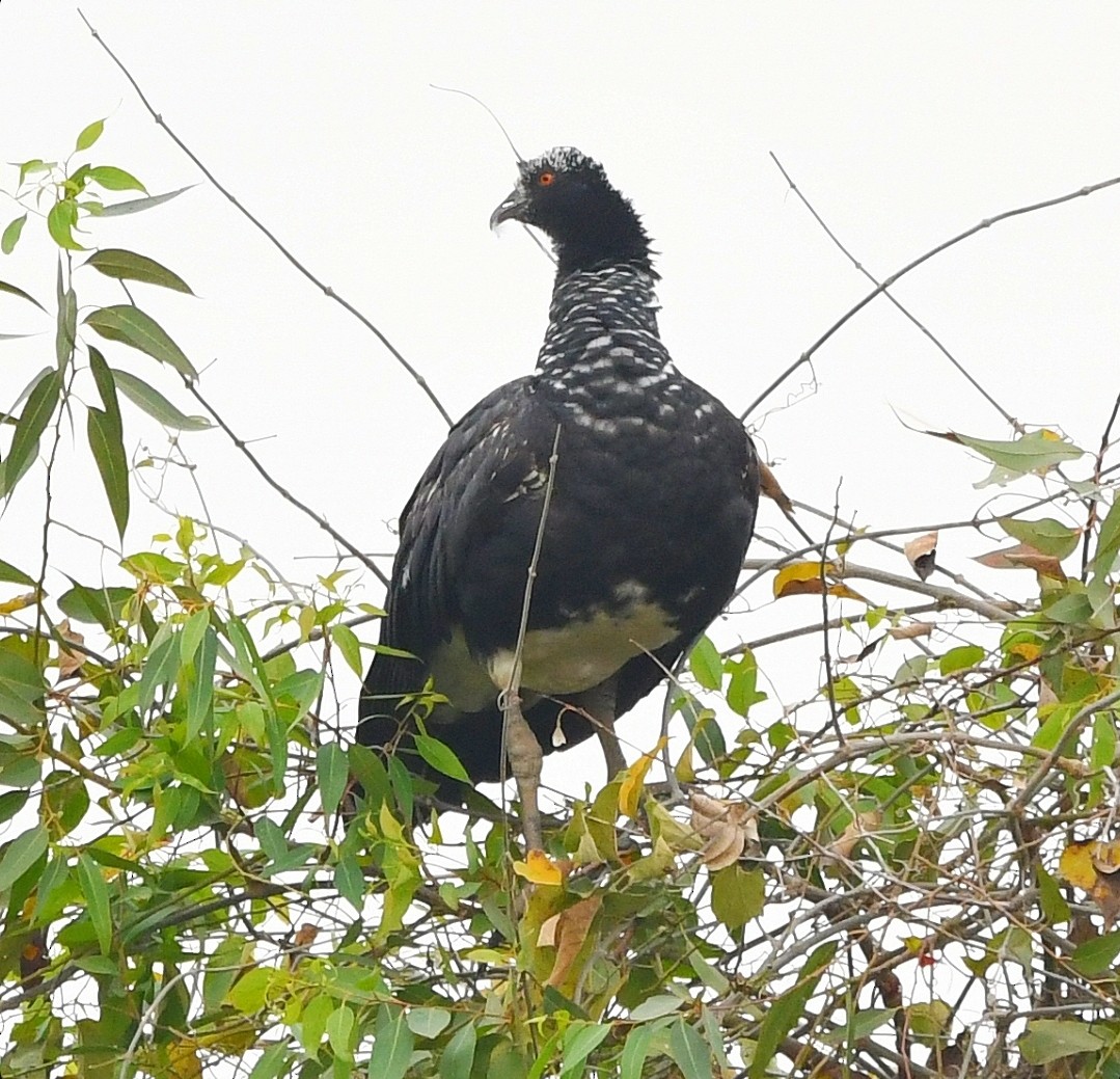 Chajá Añuma - ML641966267