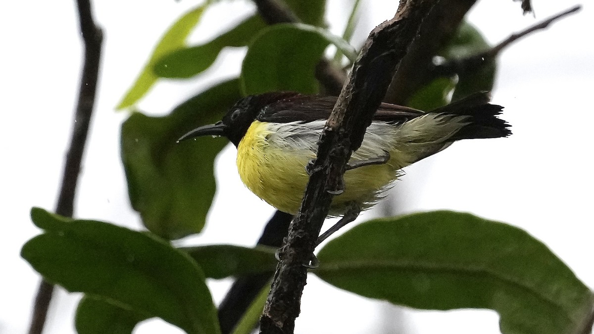 Purple-rumped Sunbird - ML641966280