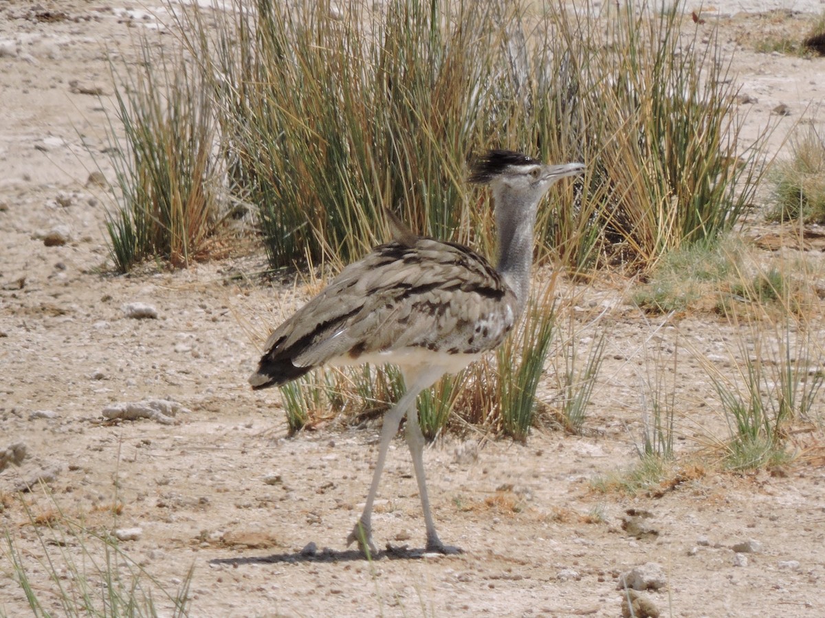 Kori Bustard - ML641966290