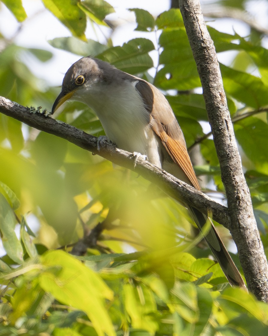 Yellow-billed Cuckoo - ML641966291