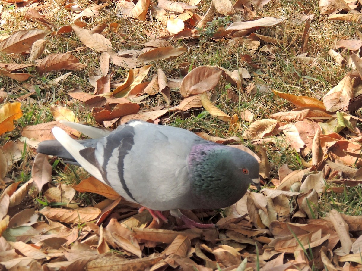 Rock Pigeon (Feral Pigeon) - ML641966304
