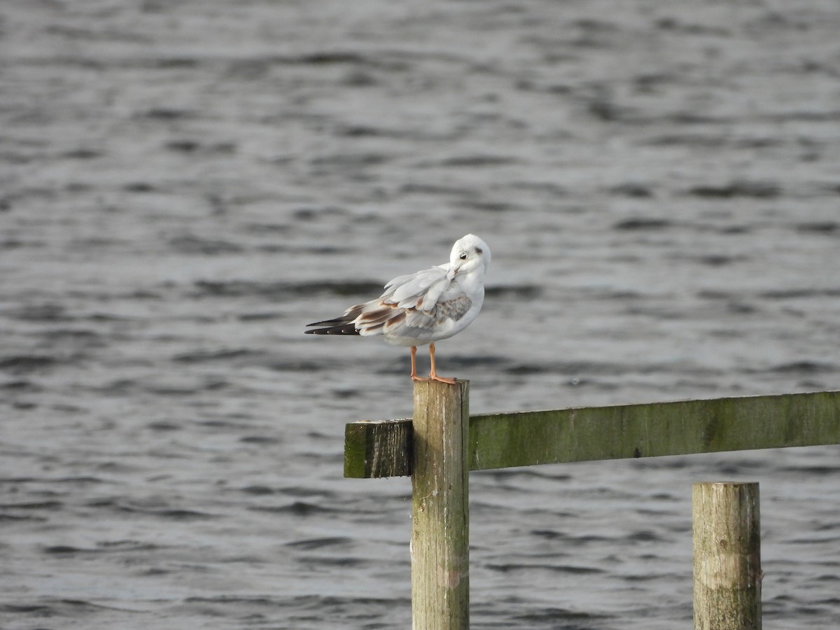 Great Black-backed Gull - ML641966315