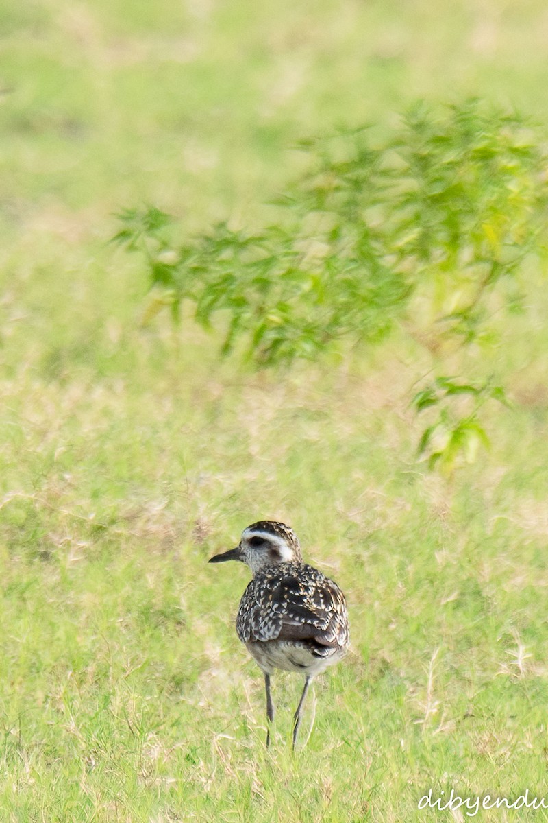 Pacific Golden-Plover - ML641966334