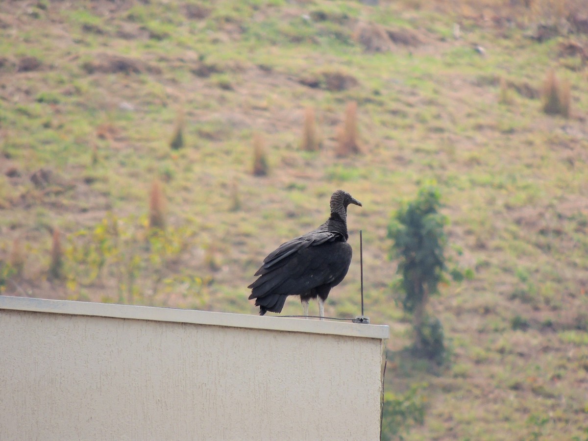 Black Vulture - ML641966354