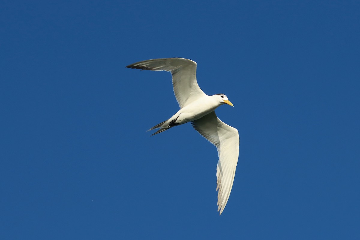 Great Crested Tern - ML641966362