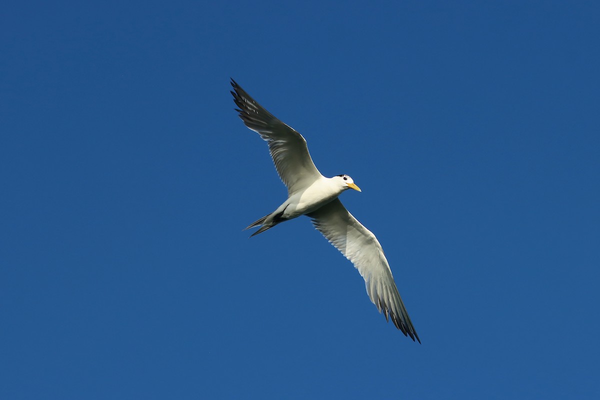 Great Crested Tern - ML641966364