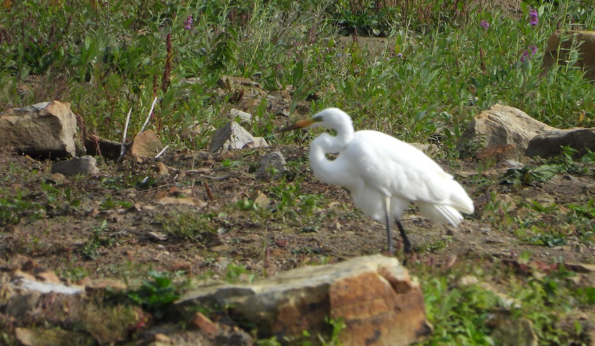 Little Egret - ML641966370