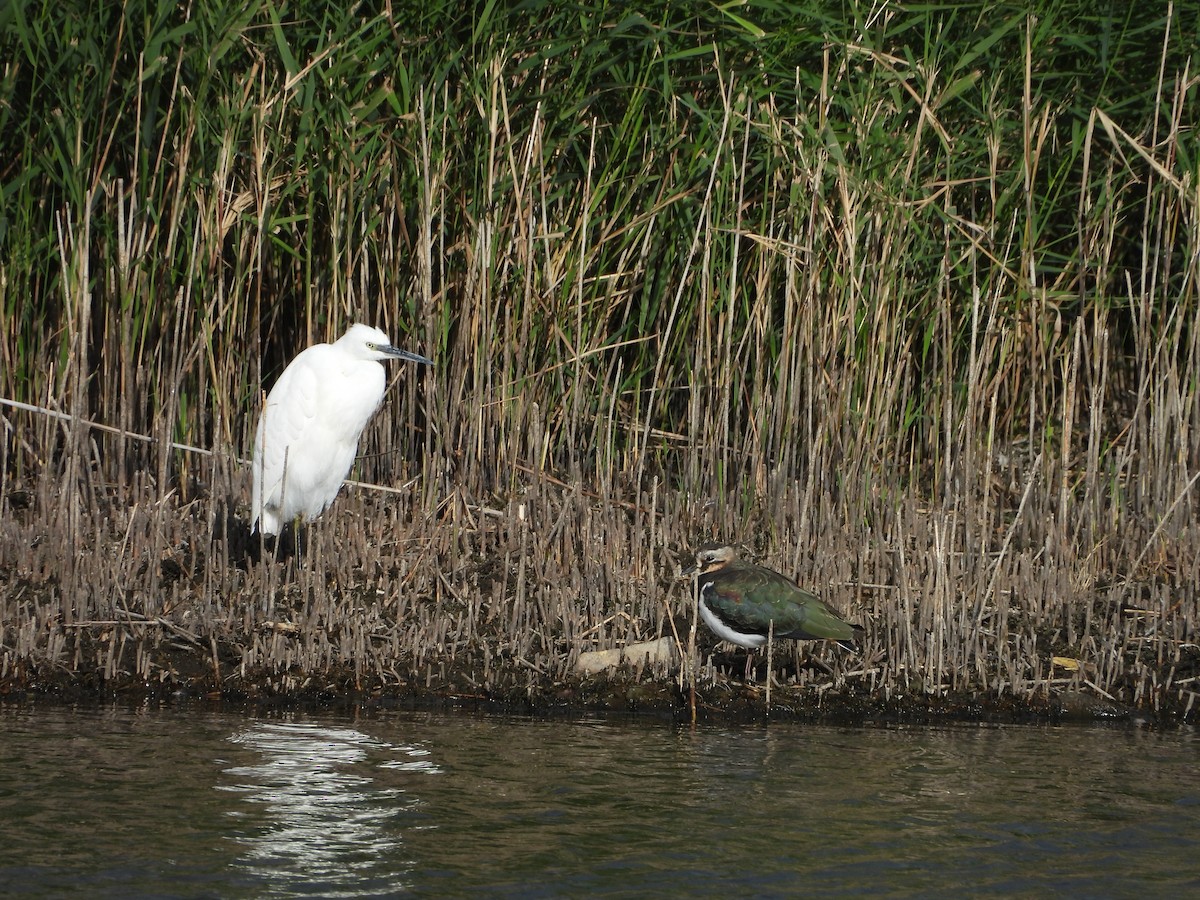 Little Egret - ML641966372