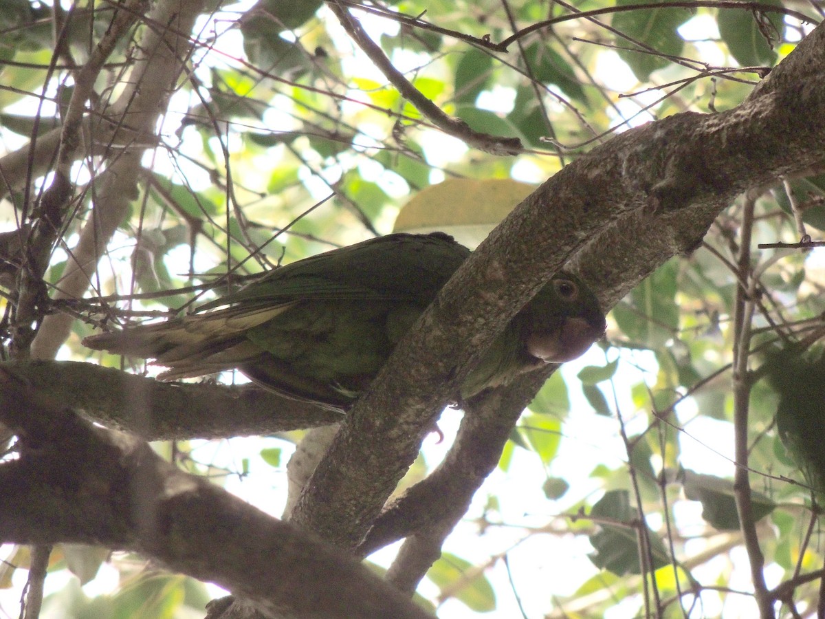 Aratinga Ojiblanca - ML641966380