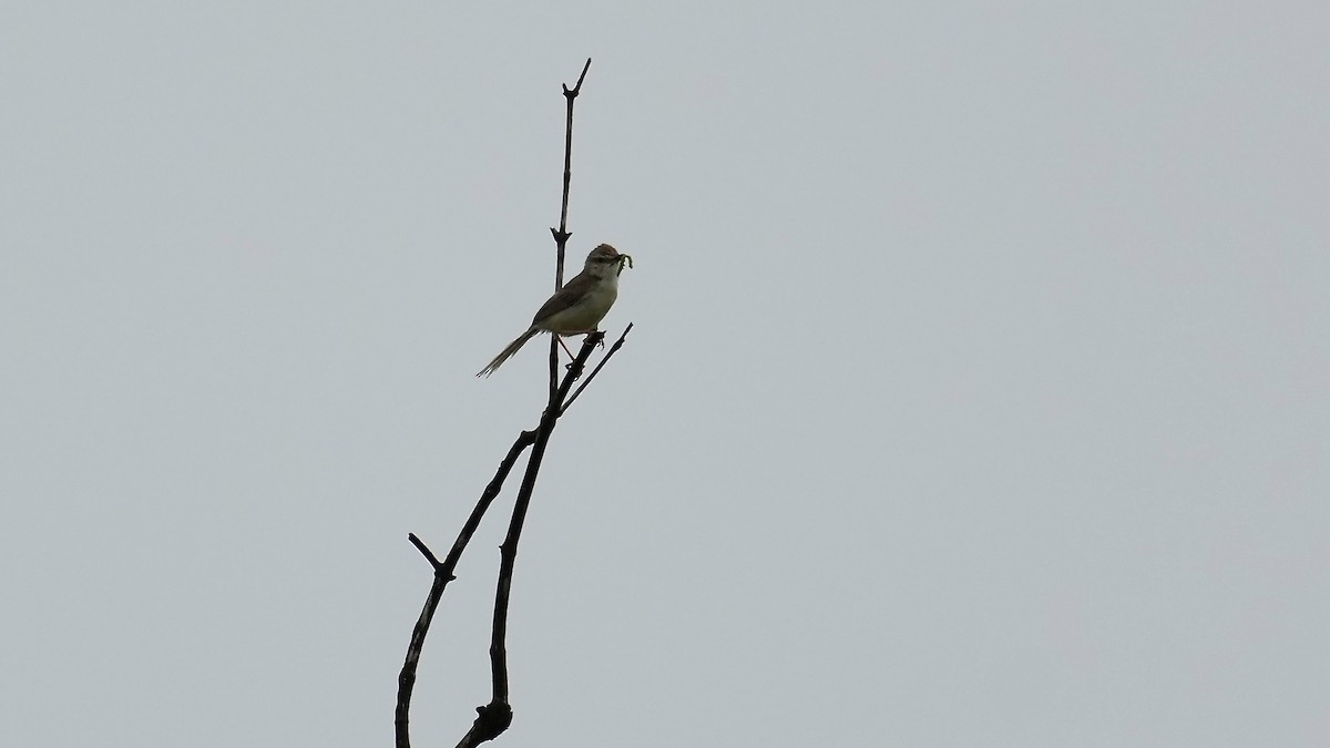 Common Tailorbird - ML641966385