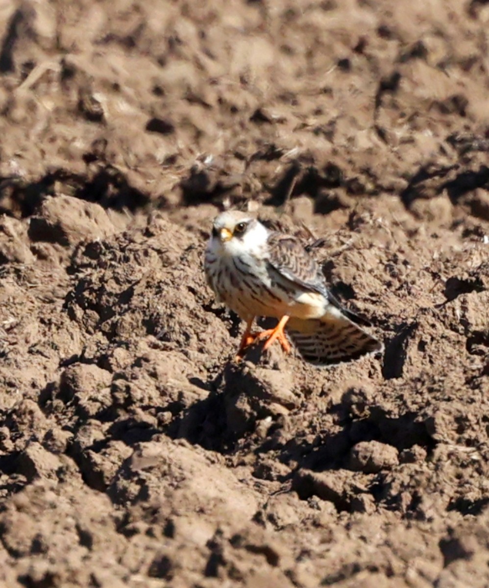 Red-footed Falcon - ML641966426