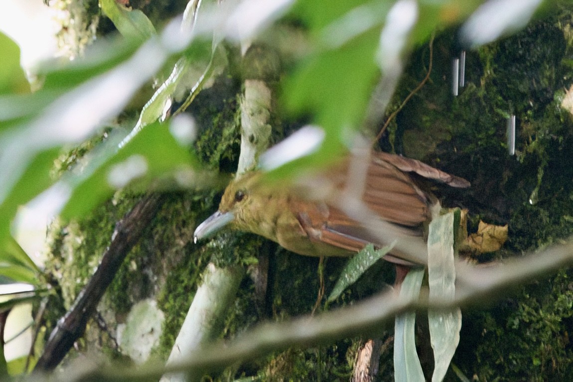 Russet Antshrike - ML641966429