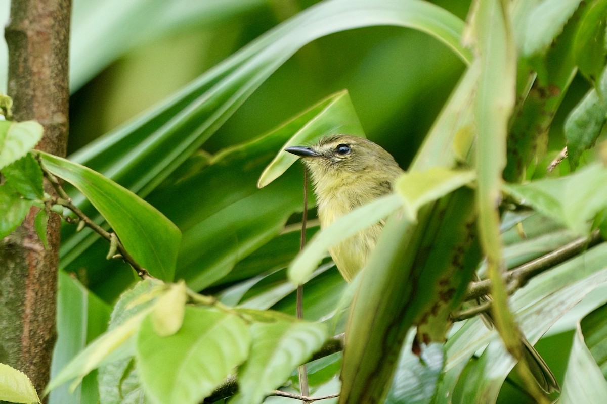 Yellow Tyrannulet - ML641966432