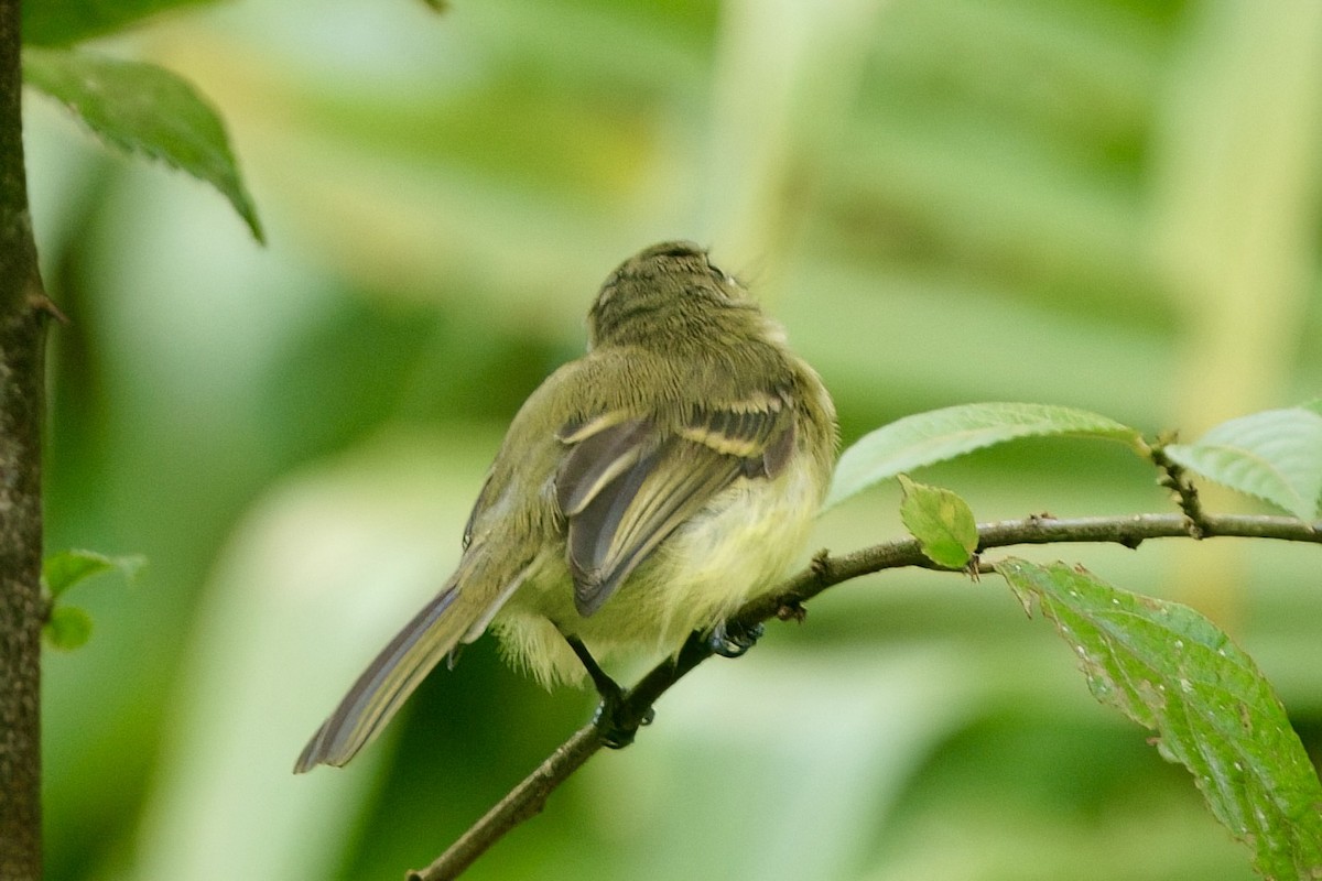 Yellow Tyrannulet - ML641966433
