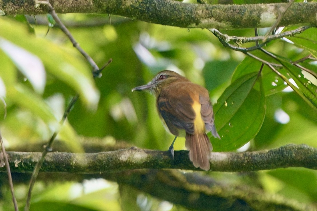 Bright-rumped Attila - ML641966434