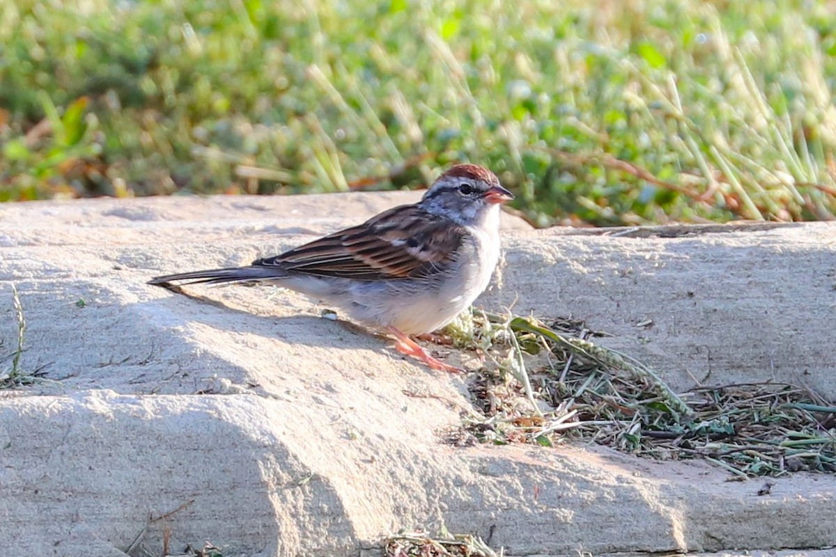 Chipping Sparrow - ML641966435