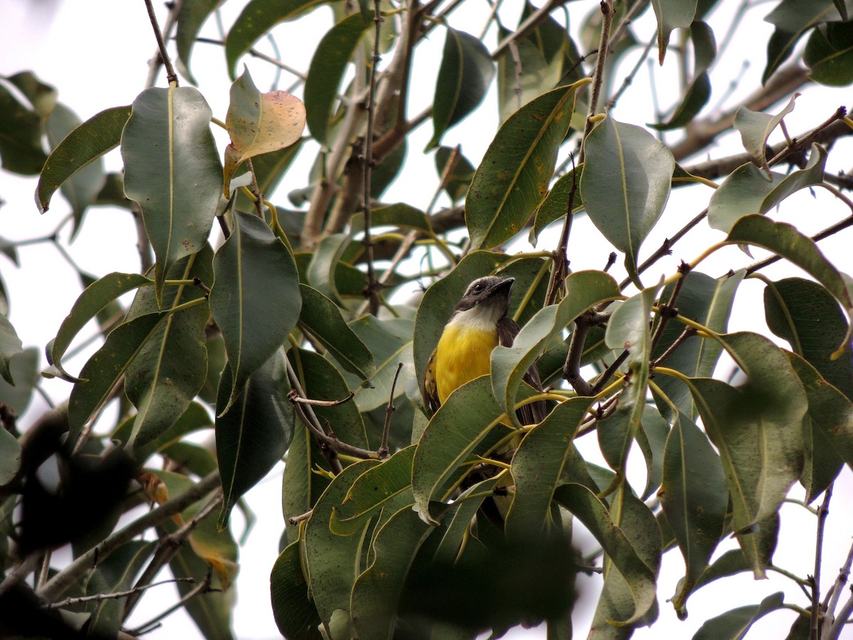 Social Flycatcher - ML641966436