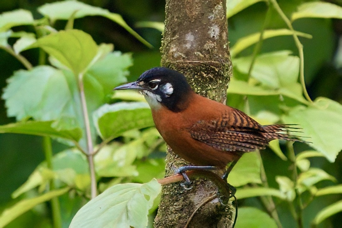 Bay Wren - ML641966445