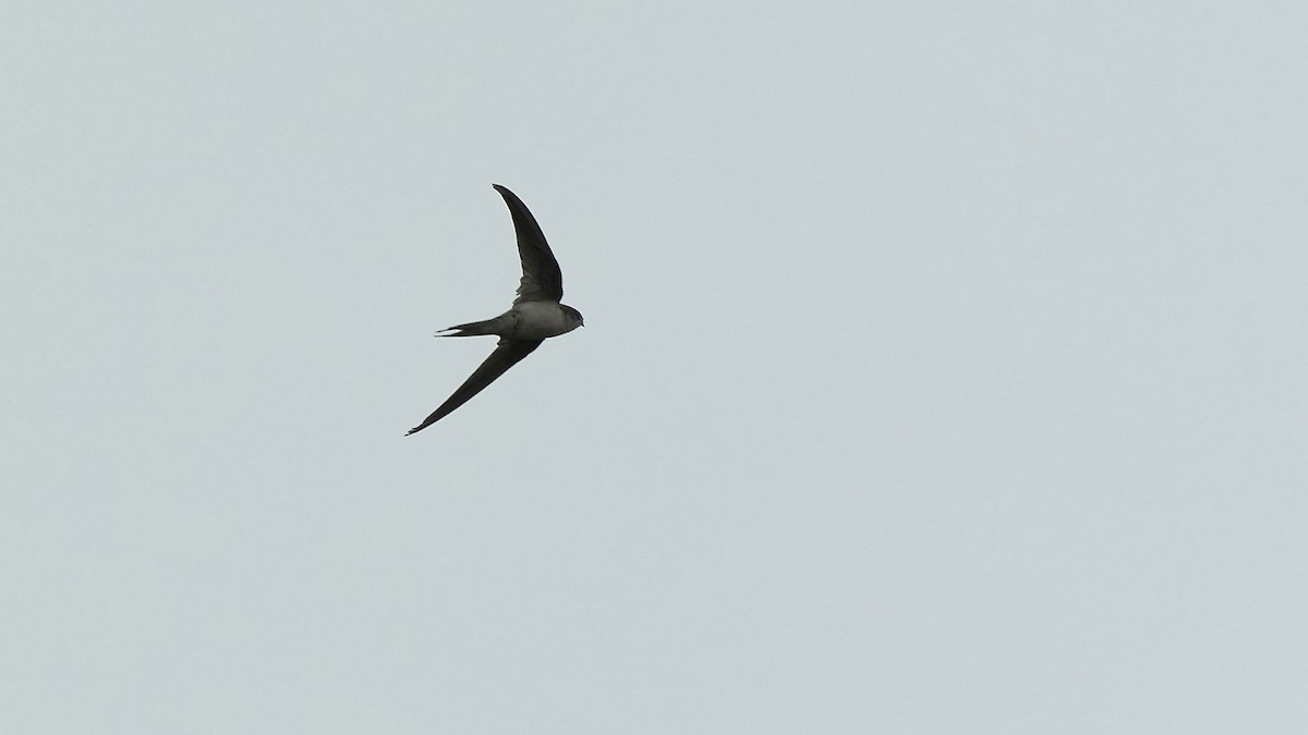 Asian Palm Swift - ML641966446