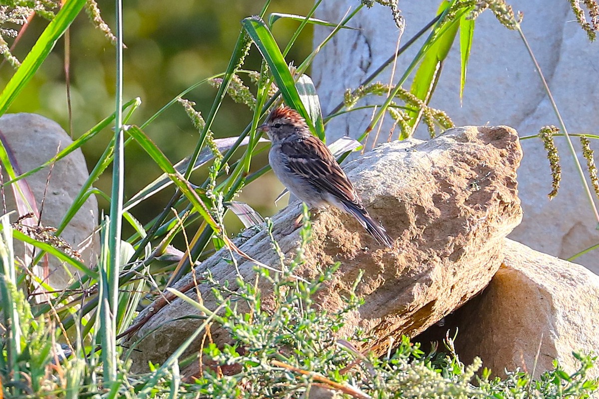 Chipping Sparrow - ML641966447