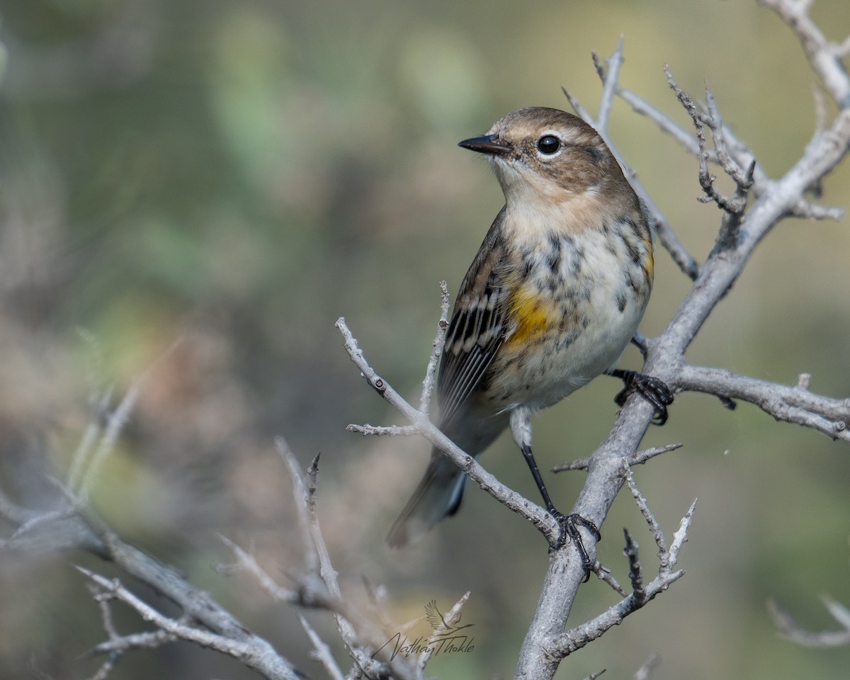 Пісняр-лісовик жовтогузий - ML641966450
