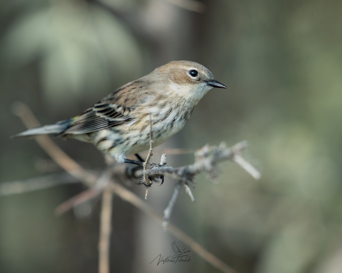 Пісняр-лісовик жовтогузий - ML641966451