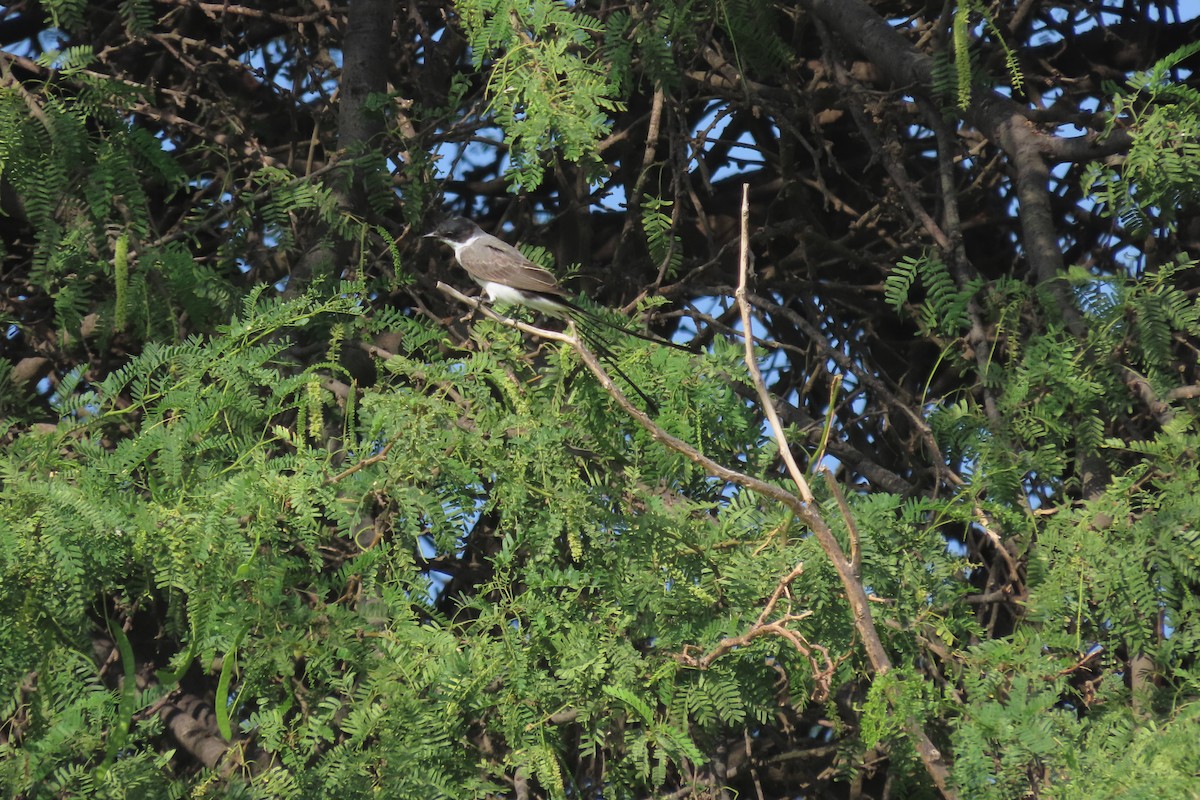 Fork-tailed Flycatcher - ML641966452
