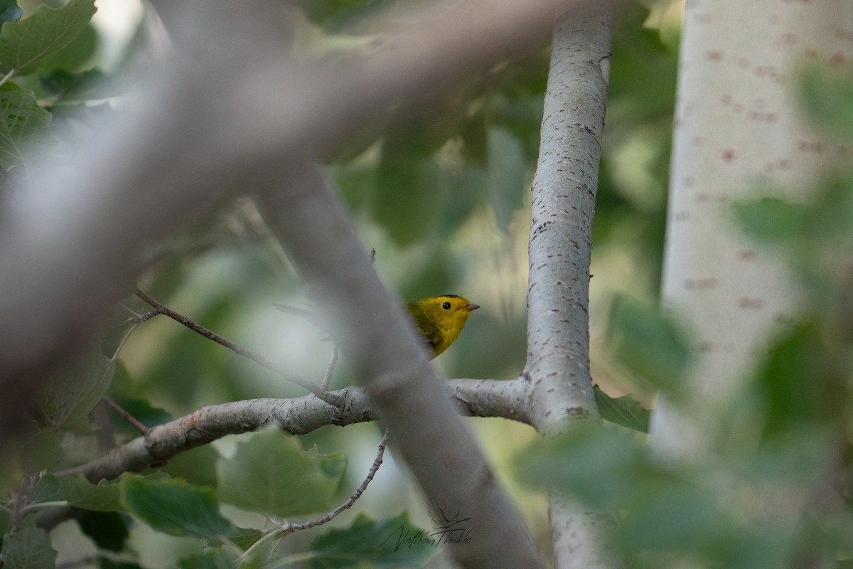 Болотянка мала - ML641966454