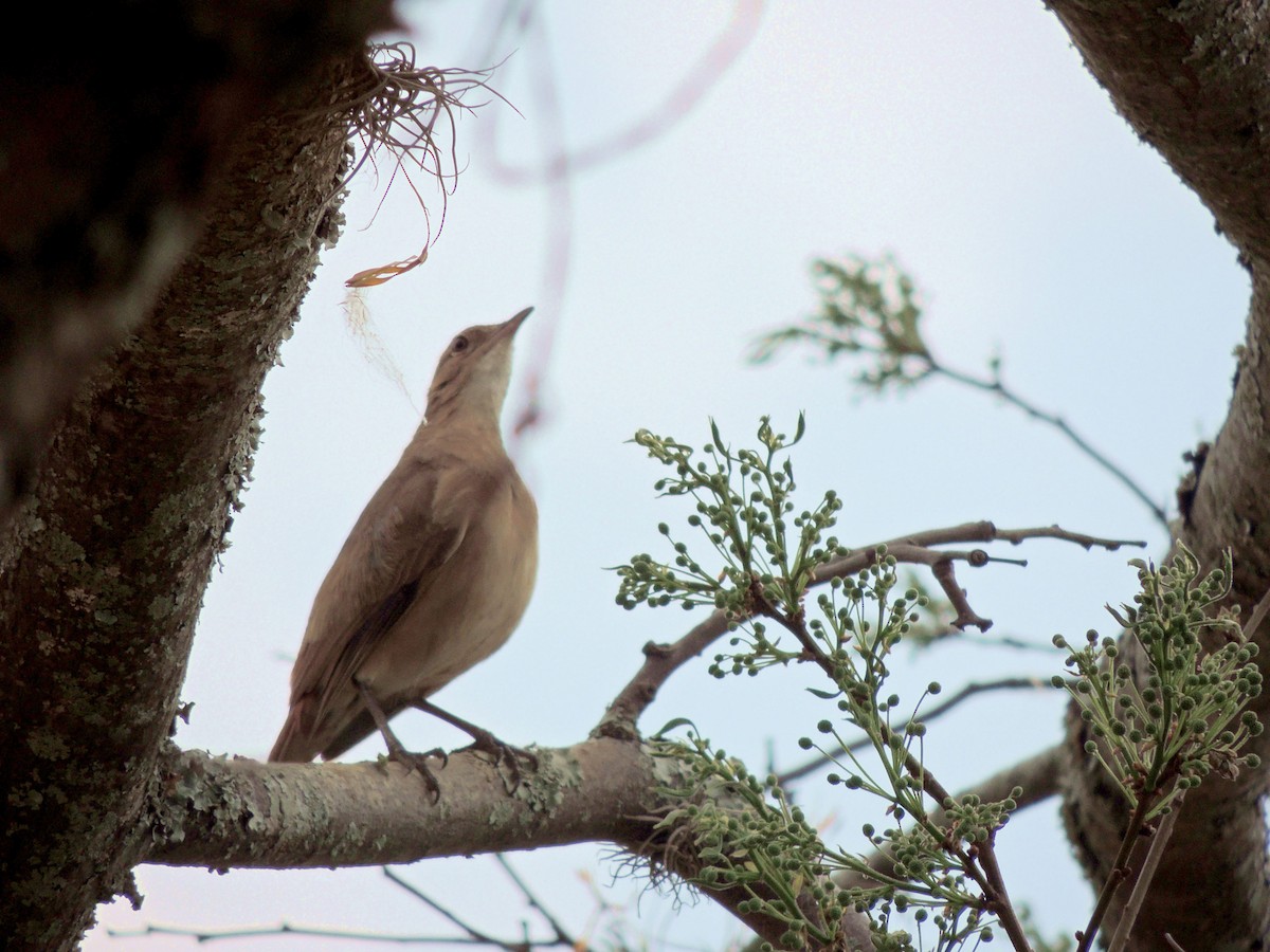 Rufous Hornero - ML641966455