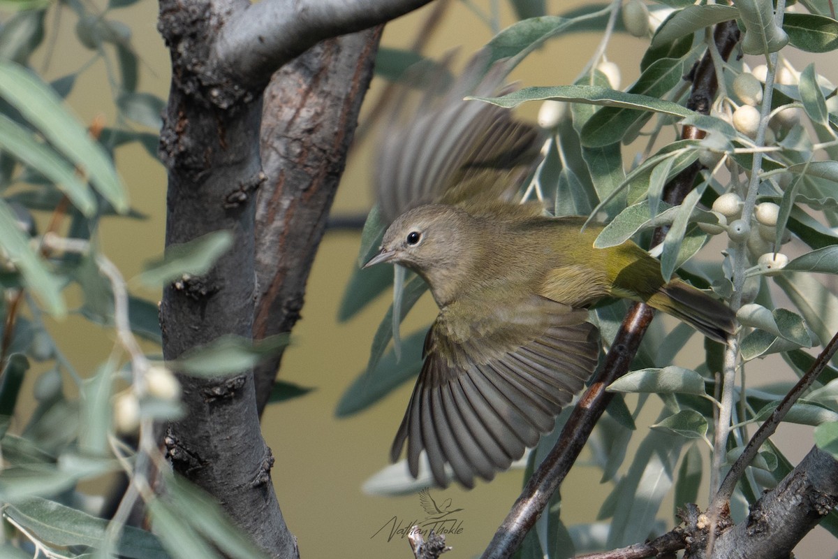 Червоїд оливковий - ML641966459