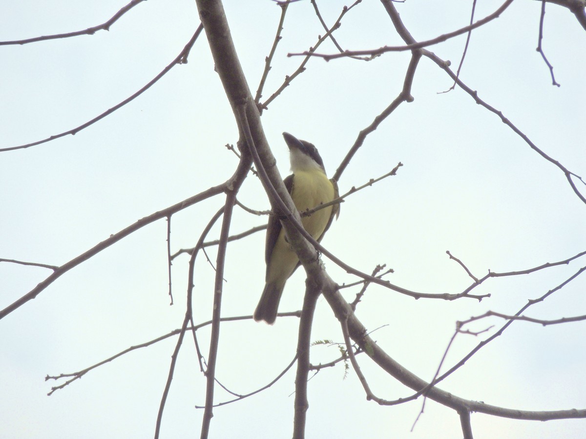 Boat-billed Flycatcher - ML641966460