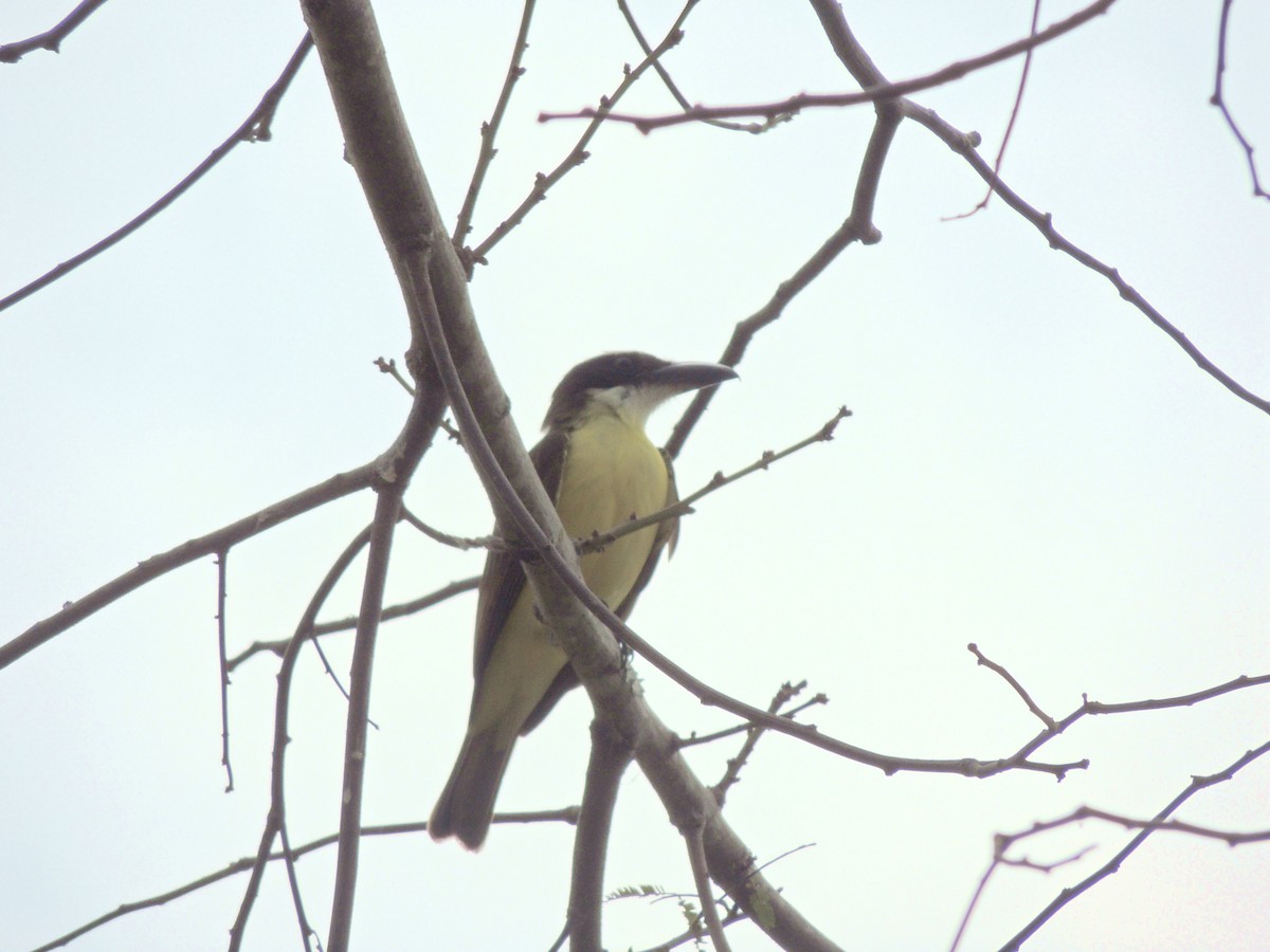 Boat-billed Flycatcher - ML641966461
