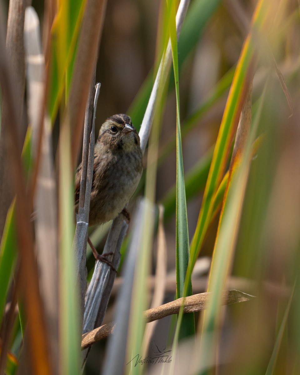 Пасовка болотяна - ML641966463