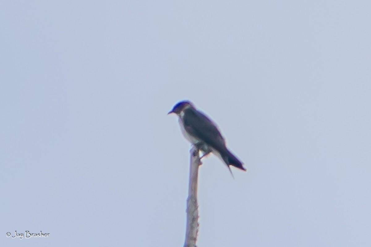 Hirondelle noire - ML641966488