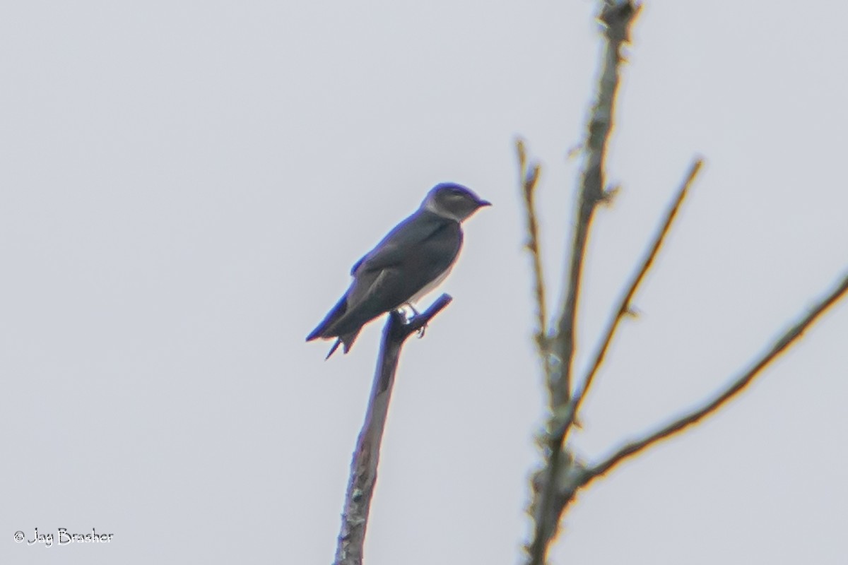 Hirondelle noire - ML641966490
