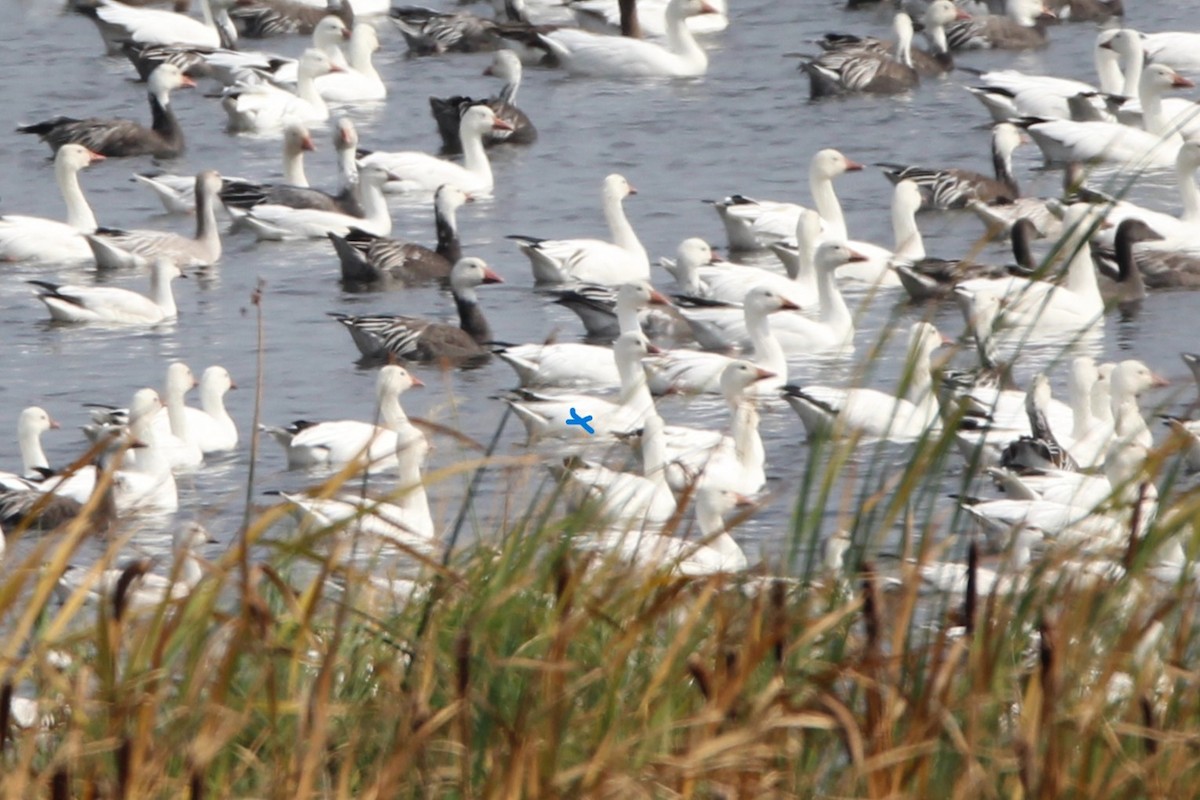 Ross's Goose - ML641966513