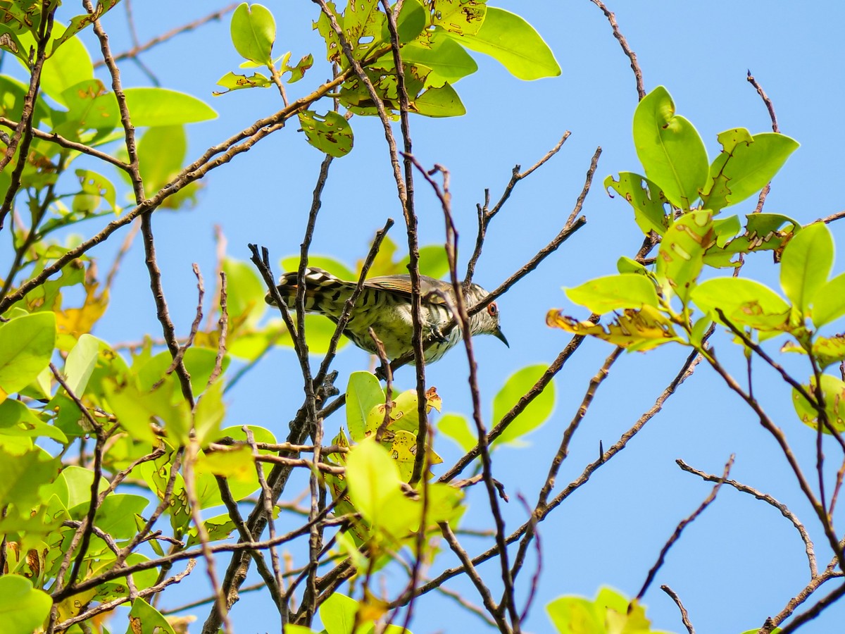 Little Bronze-Cuckoo - ML641966526